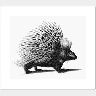 Vintage Porcupine Sketch Posters and Art